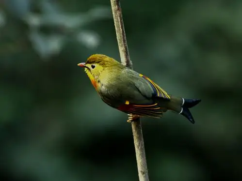 重庆城口:城口生态好 处处闻啼鸟