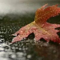 能展示一叶知秋的微信头像点击鼠标右键下载