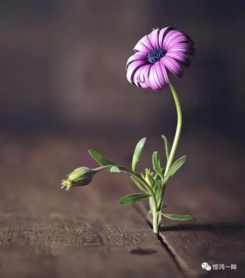 这位摄影师拍的花不只是好看意境也太美了