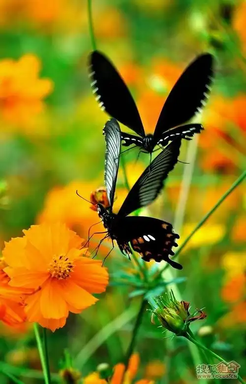 两只蝴蝶双双飞