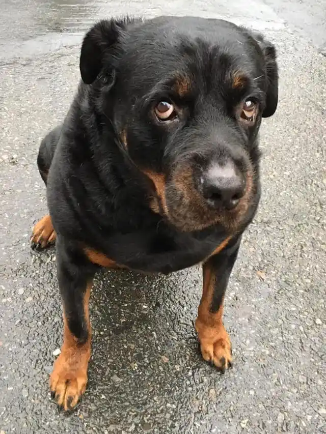 120斤罗威纳,甘心充当阿婆的暖手拐杖!一点猛犬的样子都没有