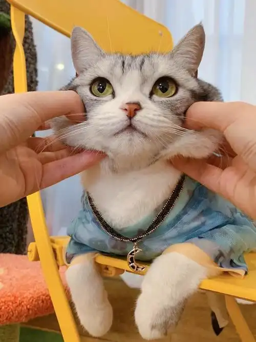 王泡芙的粉丝看过来