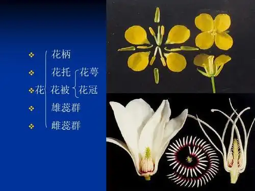 花     花柄 花托 花萼 花被 花冠 雄蕊群 雌蕊群