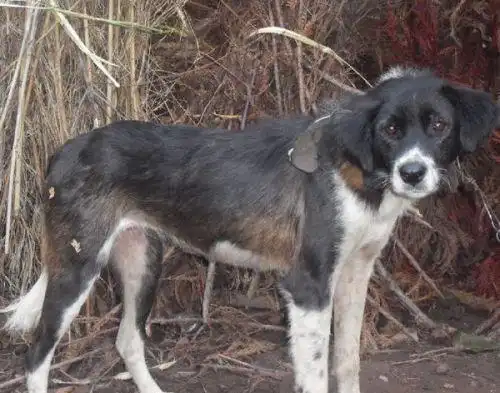 凉山猎犬的介绍