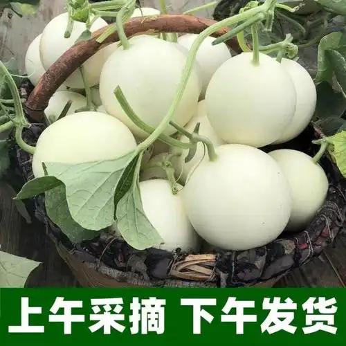 水果陕西头茬阎良甜瓜当季新鲜白皮香瓜蜜瓜甜瓜