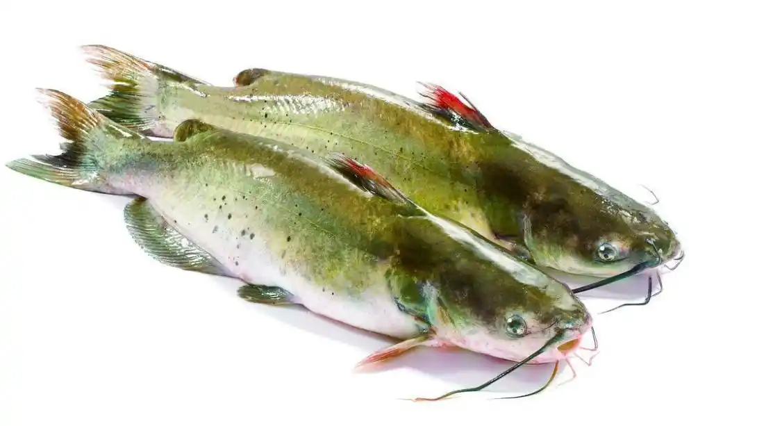 鮰鱼,鲶鱼还是颡鱼?