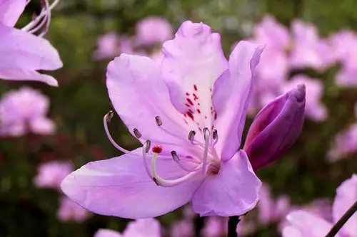 满山红杜鹃花科杜鹃花属