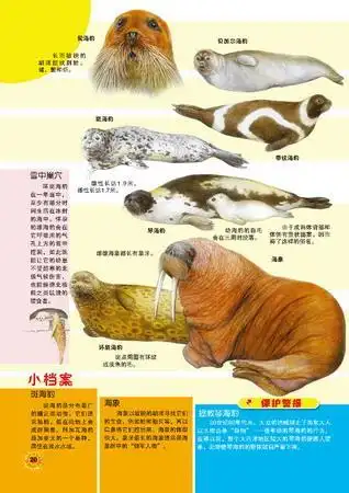 海豹,海狮和海象(图)(2)
