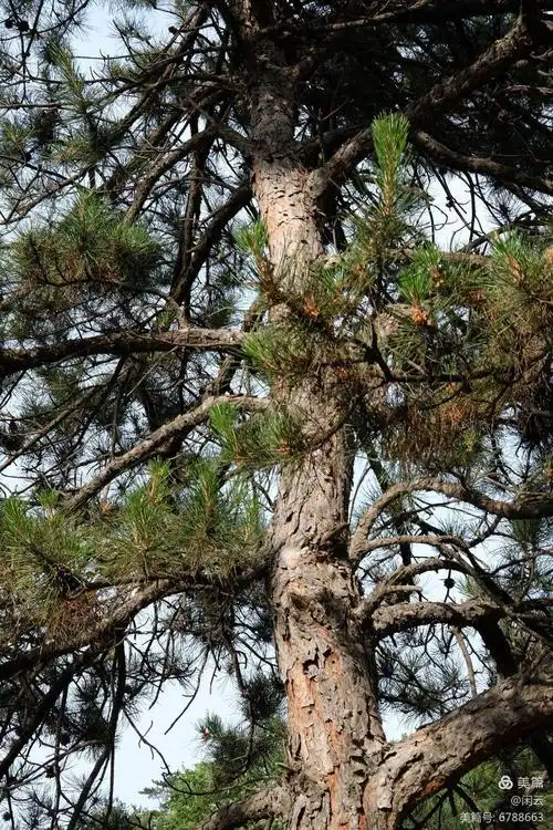 北方松树