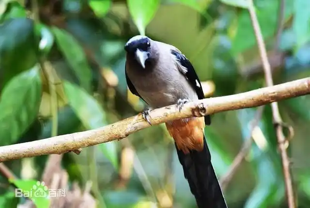 鸟类"包公":黑头树鹊