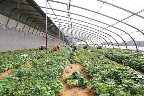 河北滦南探索红薯育苗新模式