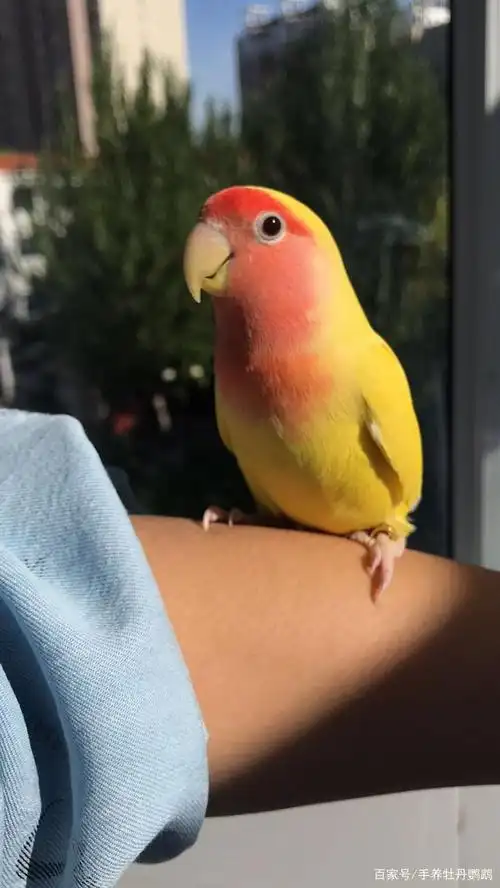 手养牡丹鹦鹉