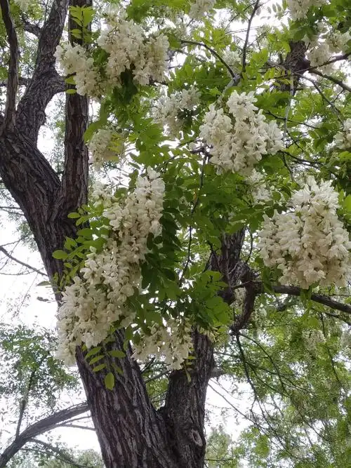 其它 小径深深飘槐香 写美篇五月,槐花开了,开得如火如荼,轰轰烈烈的
