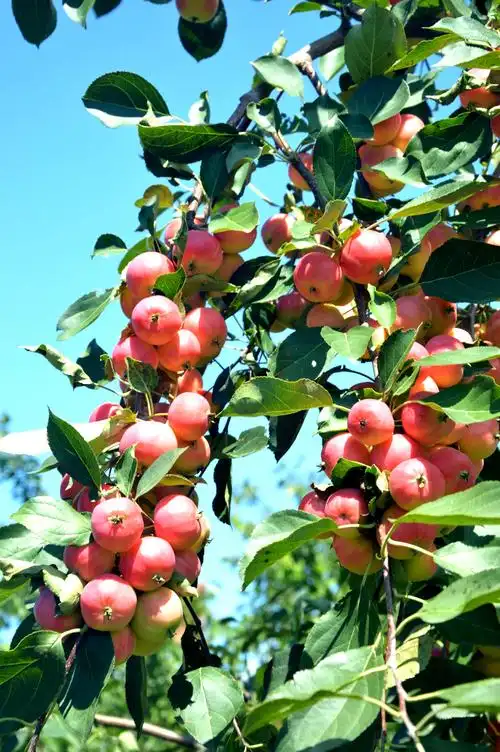 家乡的秋天我喜欢,有收获的季节,有丰收的果实.