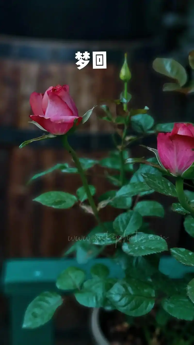 梦回月季 花友推荐的梦回又叫红葡萄酒~ - 抖音