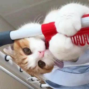 橘猫头像高清可爱的橘猫头像高清无水印图片