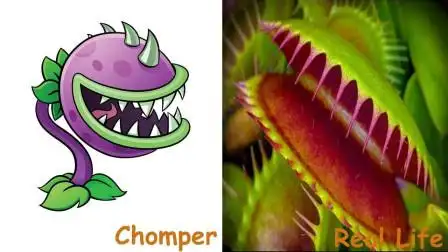 植物大战僵尸:食人花和真实的食人花对比,看看谁的胃口比较大?