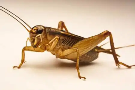 蟋蟀图片