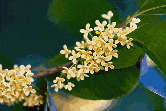 田园八月桂花香