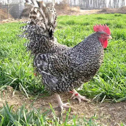 芦花鸡养殖基地长期供应活体芦花鸡苗 散养成年芦花鸡