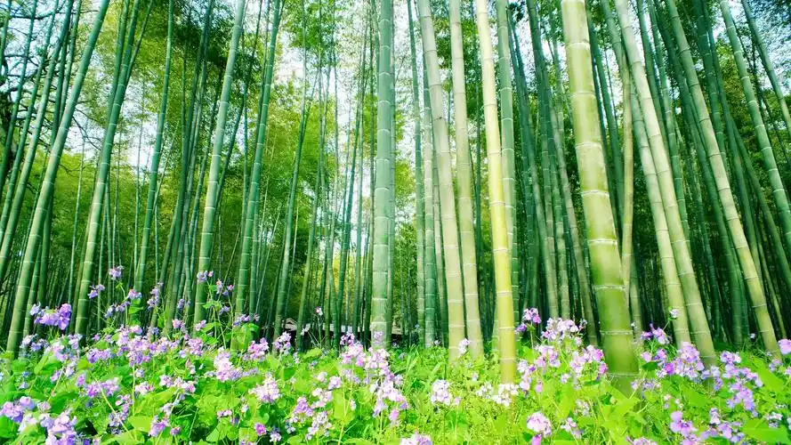 【摄影达人·x9plus】绿竹猗猗