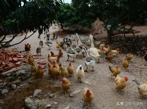 头条问答 - 农村养殖鸡鸭鹅混在一起合理不?
