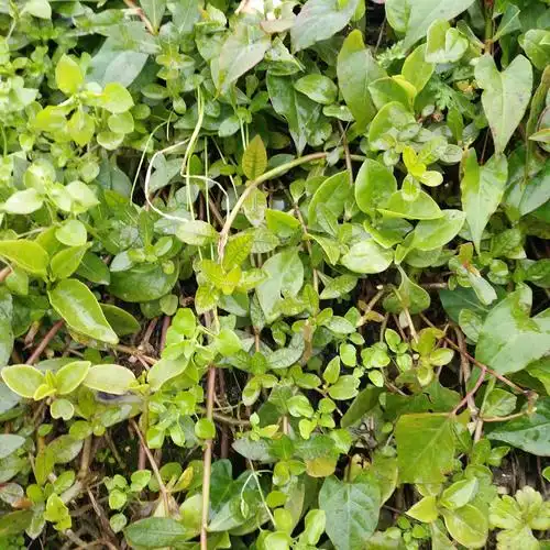 满天星在农村是一种常见的植物,它不仅可以做菜入药还能治乳腺炎