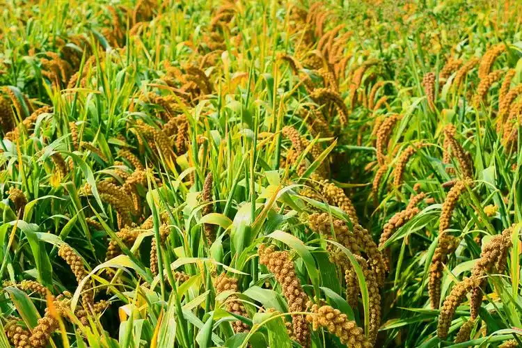 金色的谷穗原创拍摄