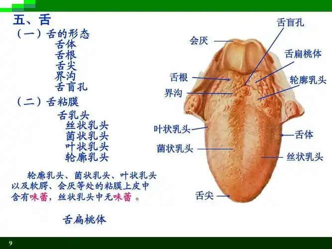 高等教育 医学 系统解剖学第8版课件 消化系统ppt 系解第8版 五,舌