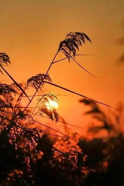 沉沦.#伤感 #唯美 #夕阳 #夜雨 #落叶  - 抖音