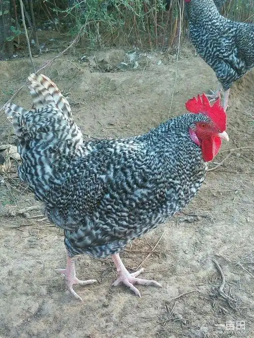 芦花鸡(原创)