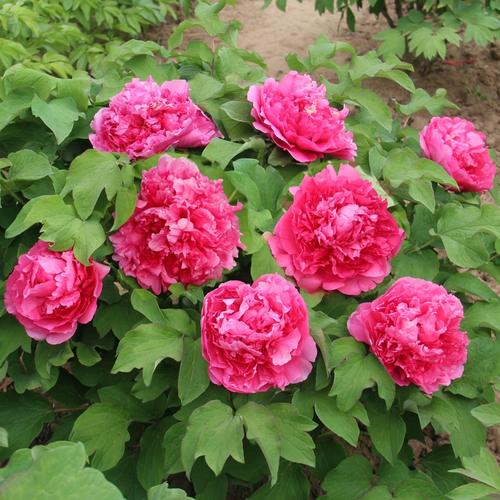 卷叶红老桩大苗牡丹花苗红色千层重瓣大花牡丹苗庭院地栽菏泽发货