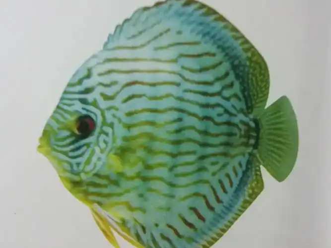 美丽的七彩神仙鱼