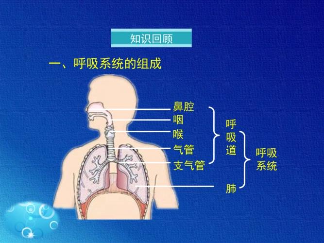 3.2 发生在肺内的气体交换(共20张ppt) (共20张ppt).ppt