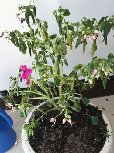 家里的花焉了,看着不像是旱的,但是刨开土也不是湿的,求大神想个办法