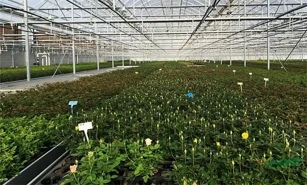 数说云花云南省花卉产业发展报告出炉 - 行讯宝