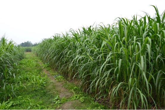 "金牧粮草" 催生循环经济 多家商协会争相探奇_四川