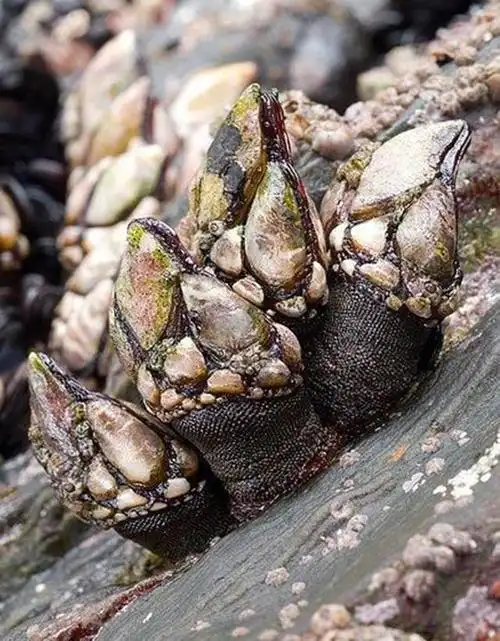 鹅颈藤壶是什么东西多少钱一斤 是佛手螺吗