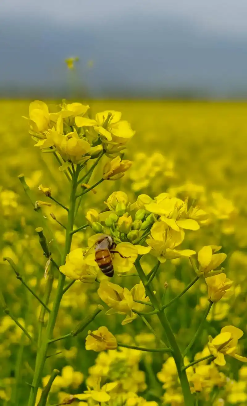 《畅游门源油菜花:金色海洋中的梦幻之旅》 在 2024 年 7 月