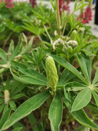 鲁冰花生长全过程.