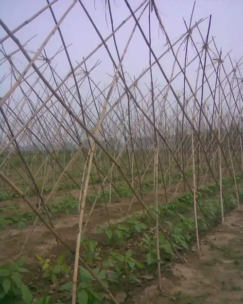 我要种几亩豇豆急求最经济耐用的搭架引蔓方法!高分答谢
