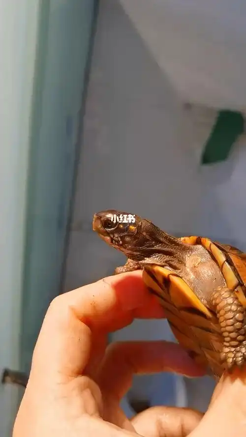 极品红头三趾箱龟  1两左右