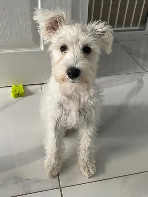 就这样我养了一只白色雪纳瑞