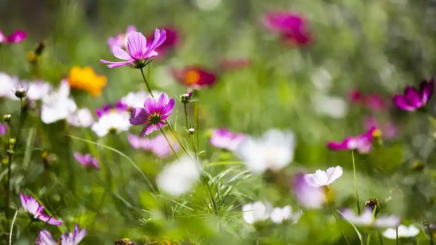 > || 更新时间:2018-11-25 颜色分 灰色 关键词:  百花盛开 花卉 格桑