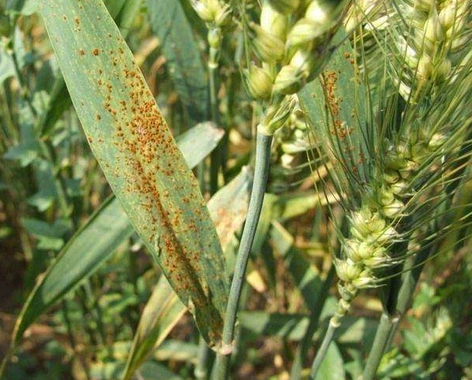 纹枯病是优质小麦生产中的主要病害之一,防治上宜早不宜迟,一般在3月