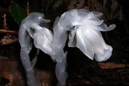 鬼花都有什么花8种超美花被称为鬼花有些有一定道理