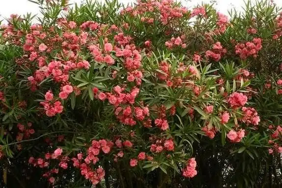 世界上毒性最强的花夹竹桃一片叶子让一婴孩丧命