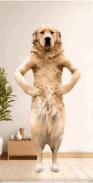 菜就多练┃金毛ai跳舞表情包