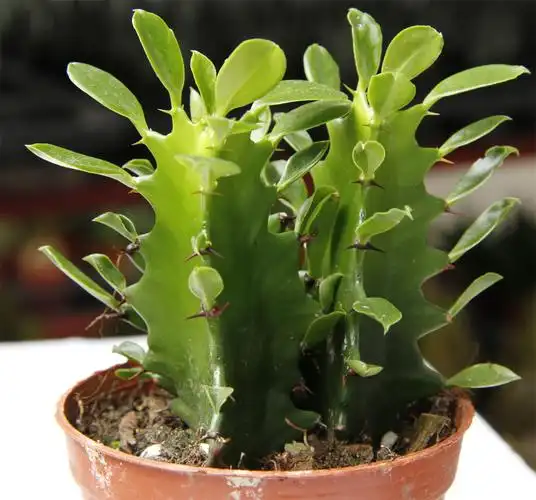 盆栽花卉 出售多肉植物 仙人球 龙骨 高档仙人类盆栽 防辐射高手