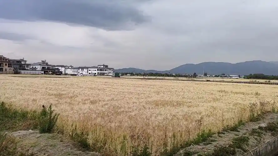 【麦田】被大理喜洲古镇的麦田治愈了
